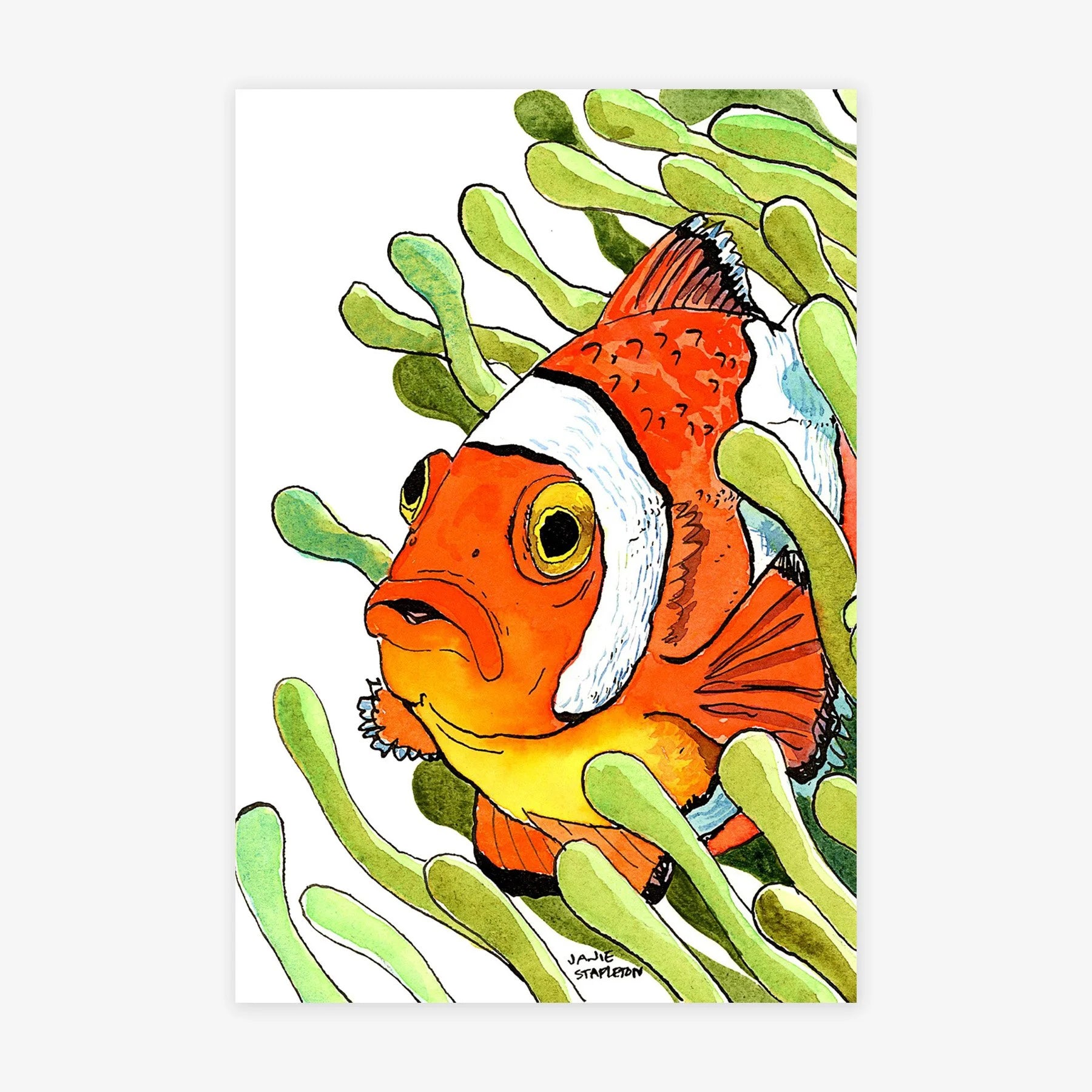 Clownfish Study IV
