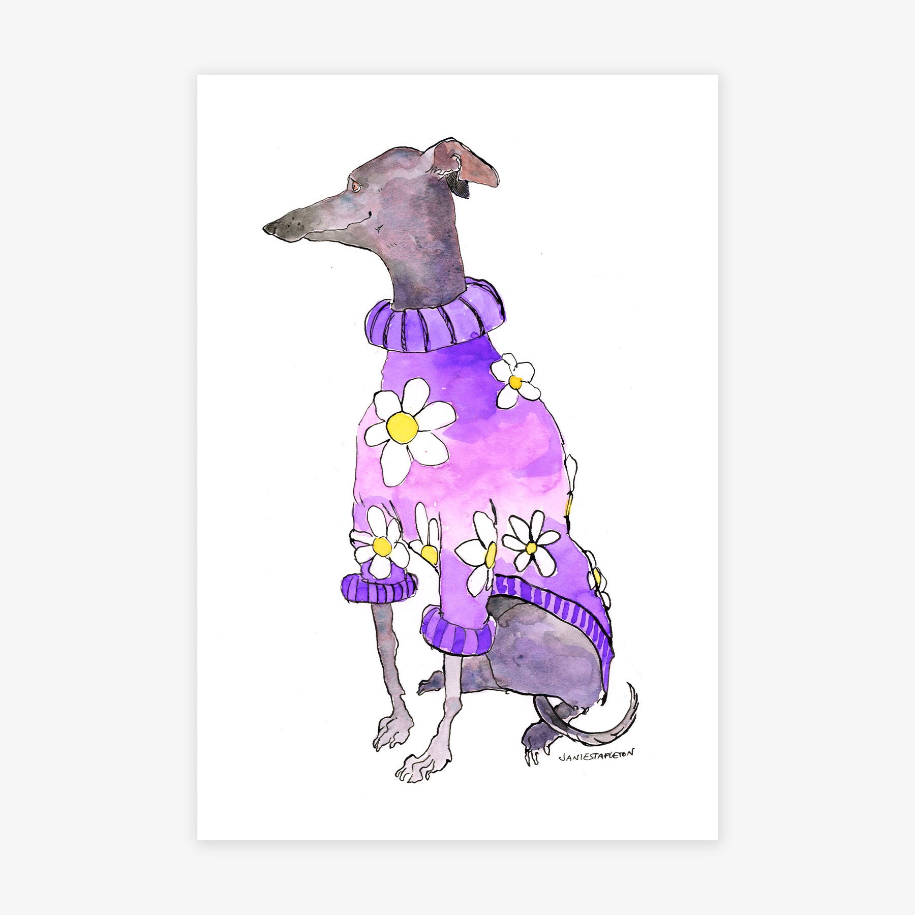 Greyhound in Pretty Purple Sweater