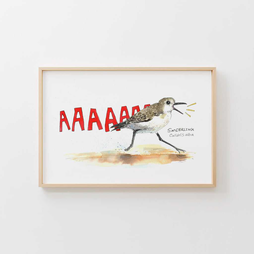 Sanderling