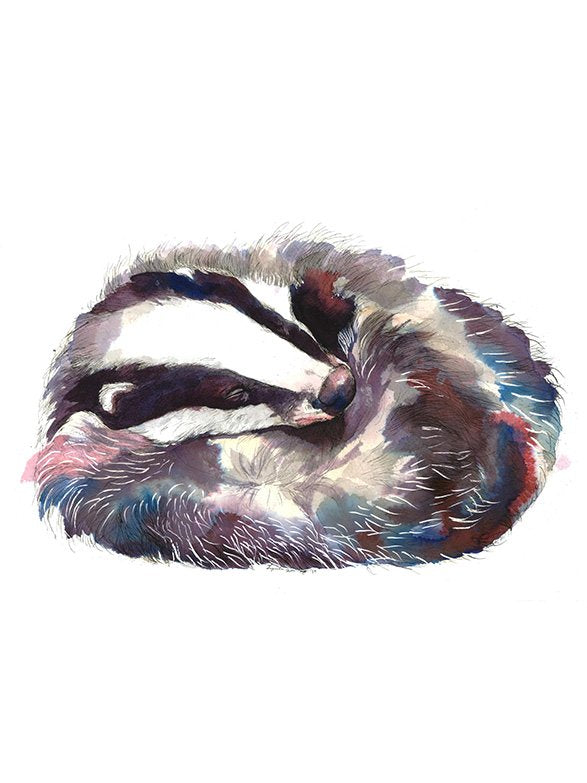 Sleeping Badger