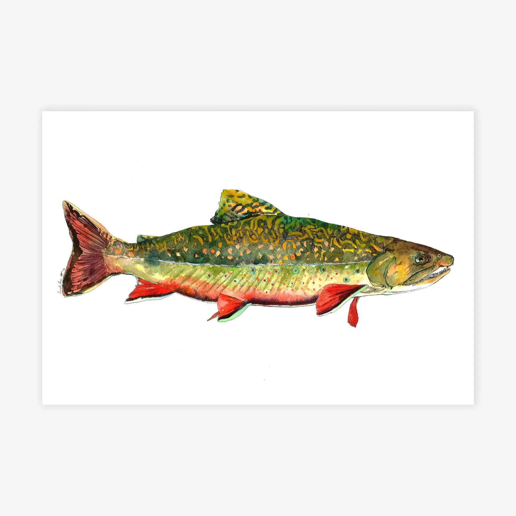 Trout