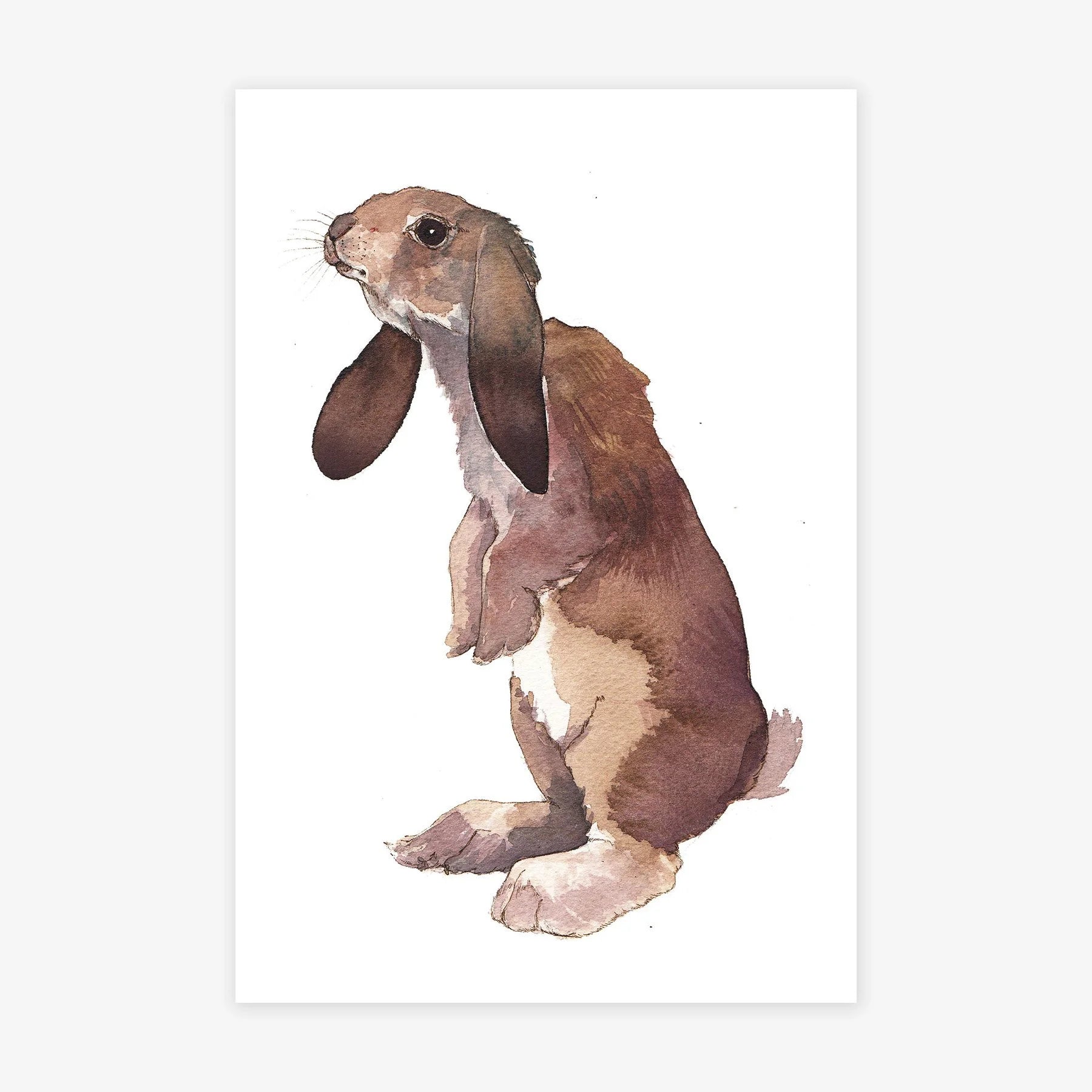 Bunny IV