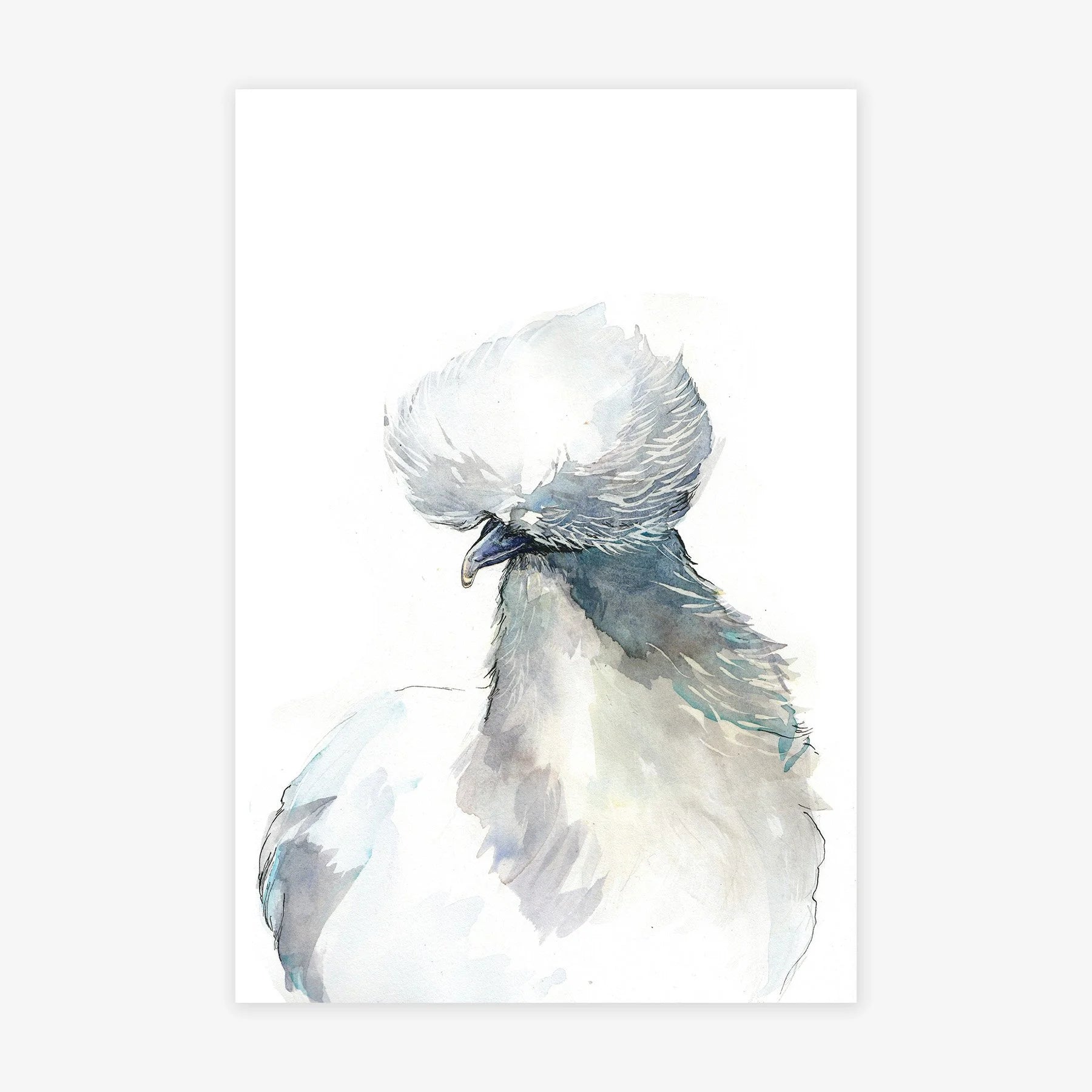 Silkie Chicken