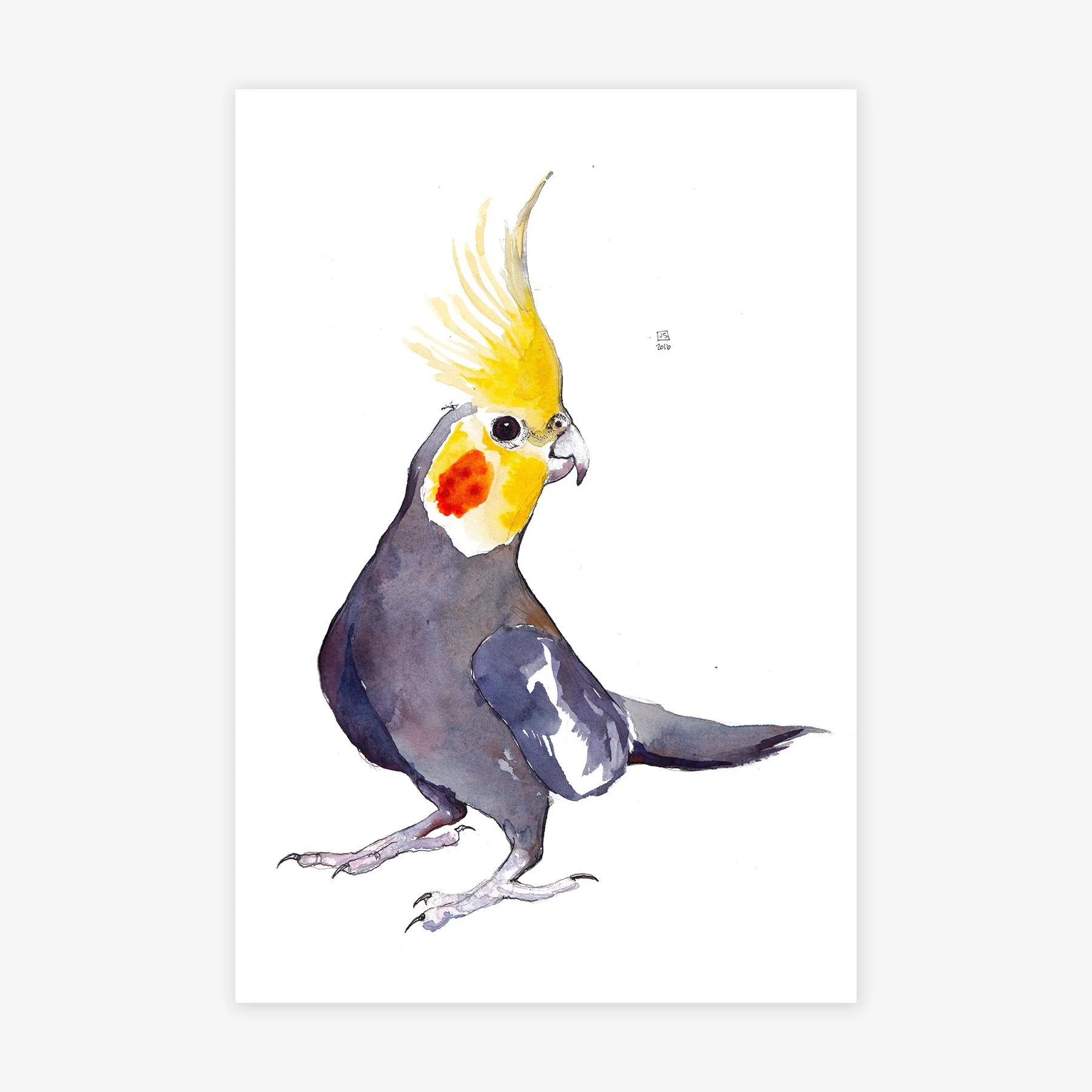 Cockatiel