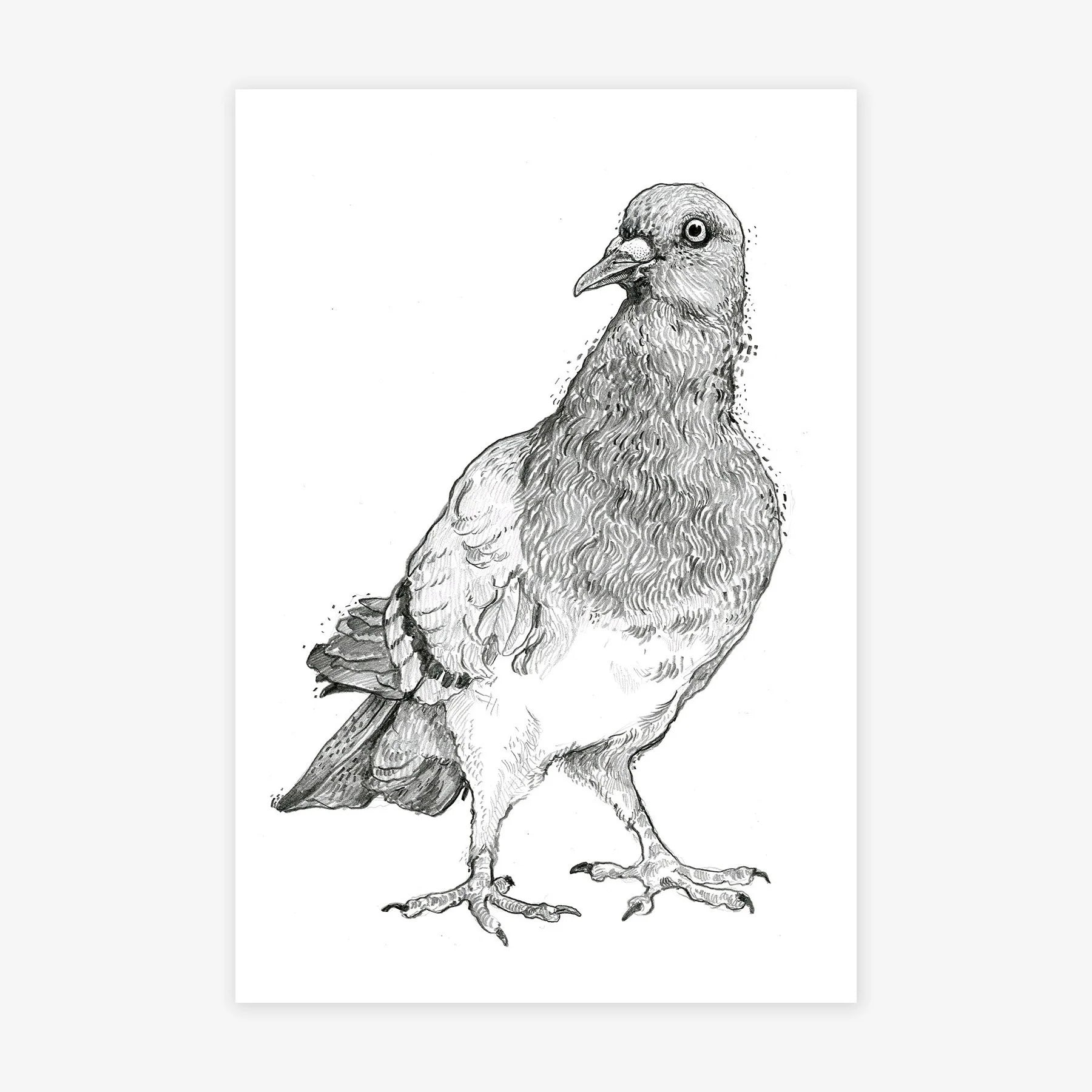 Pigeon