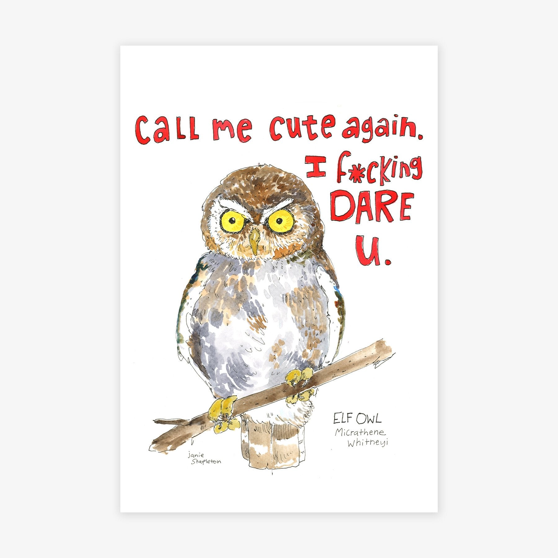 Elf Owl