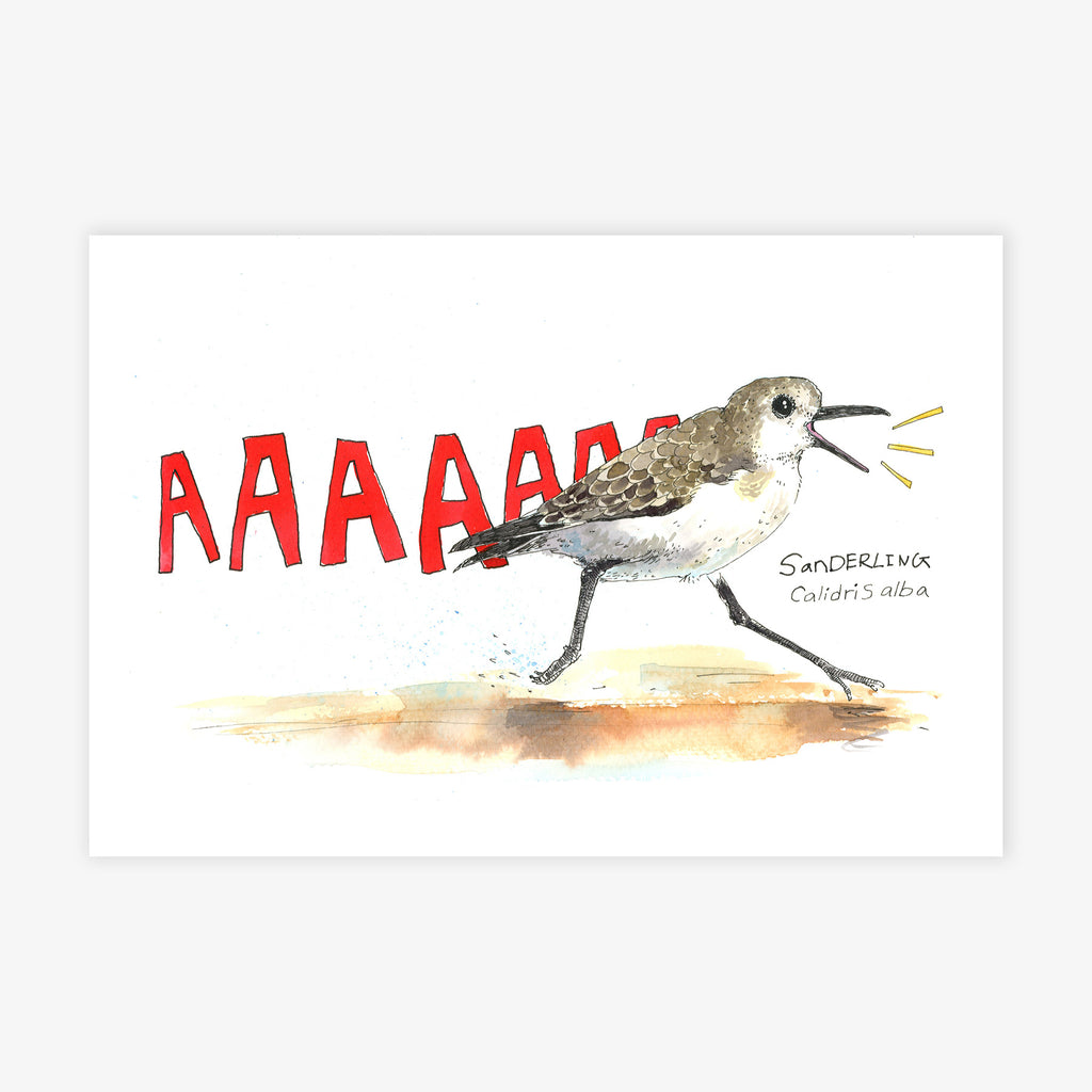 Sanderling