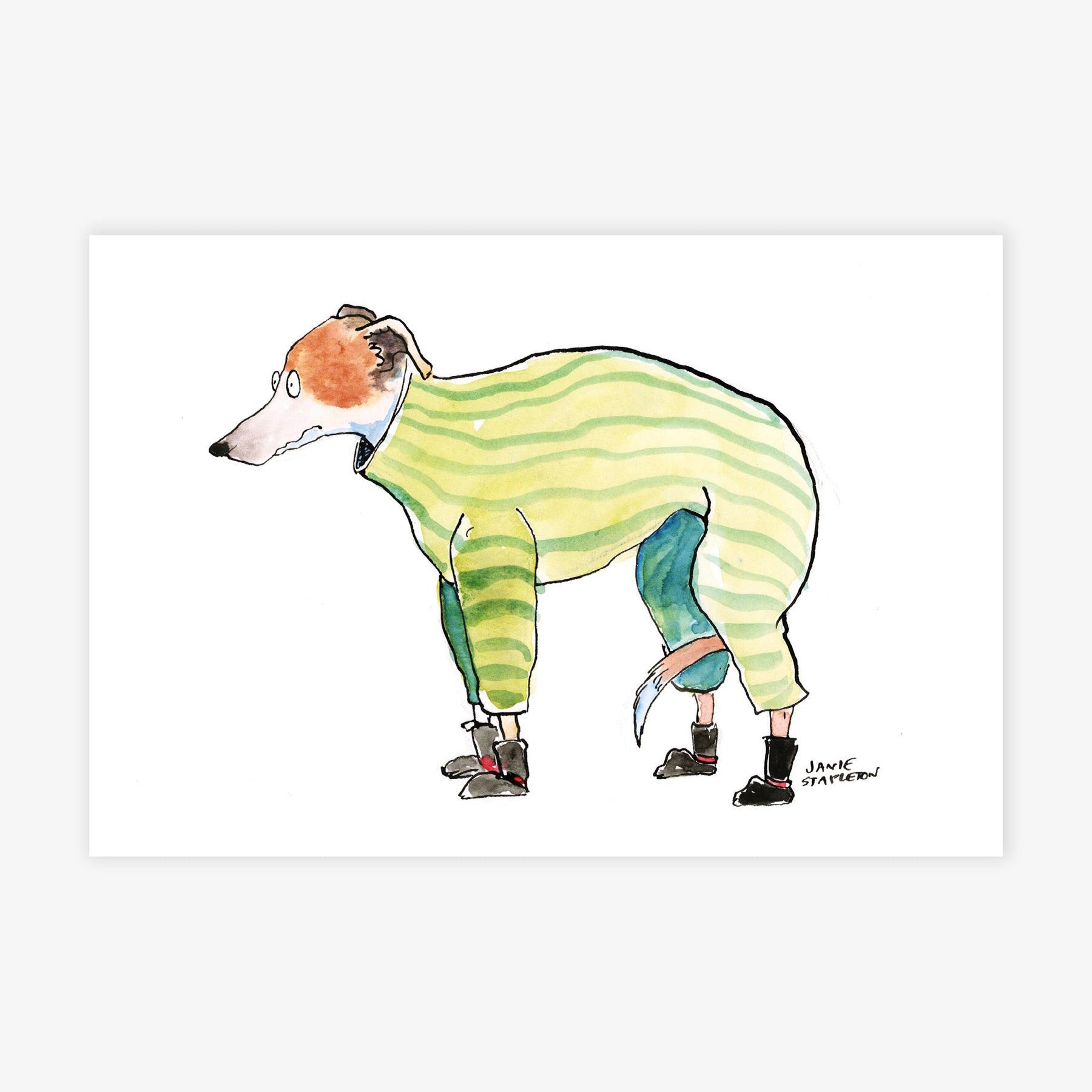 Whippet in a Sweater
