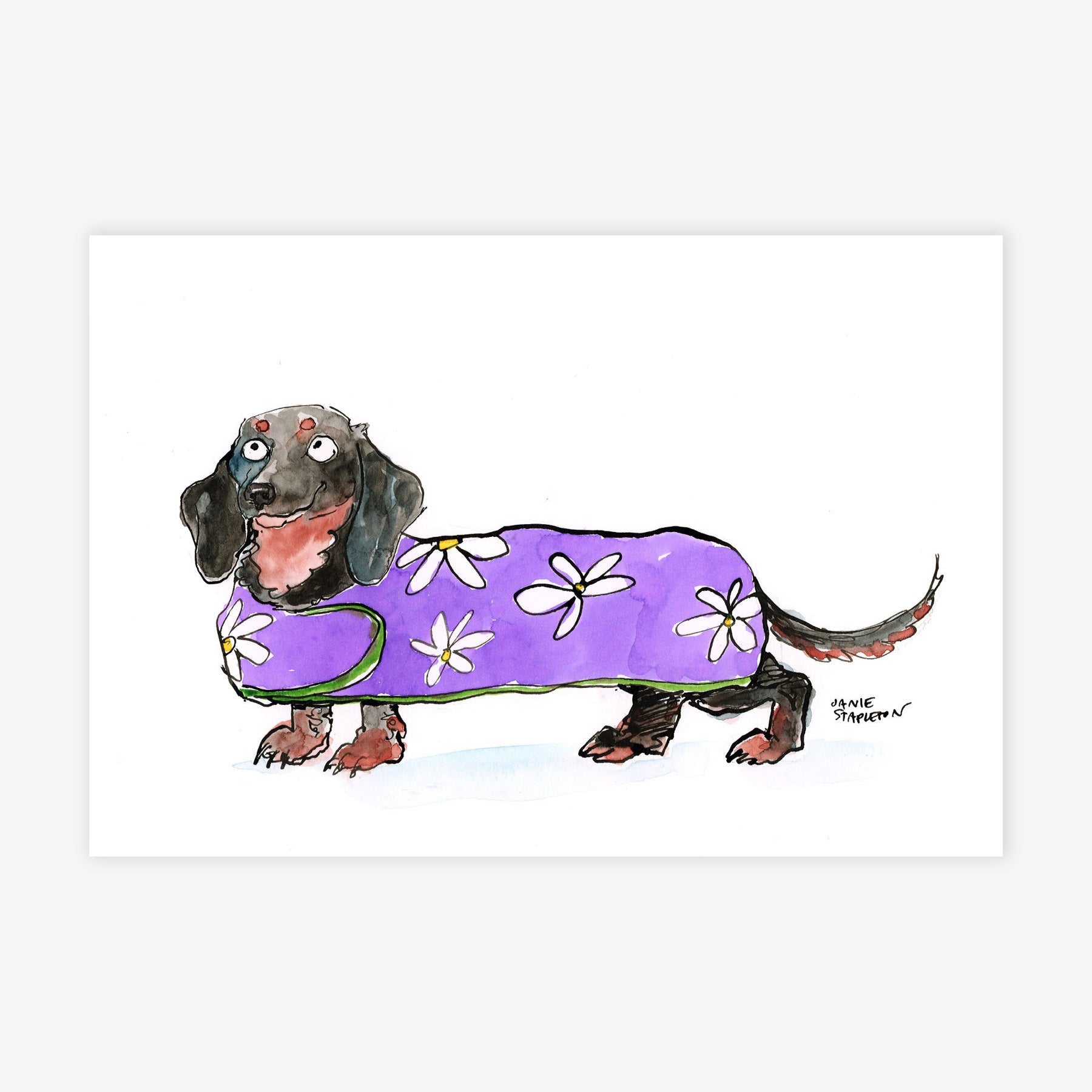 Weiner Dog in a Sweater
