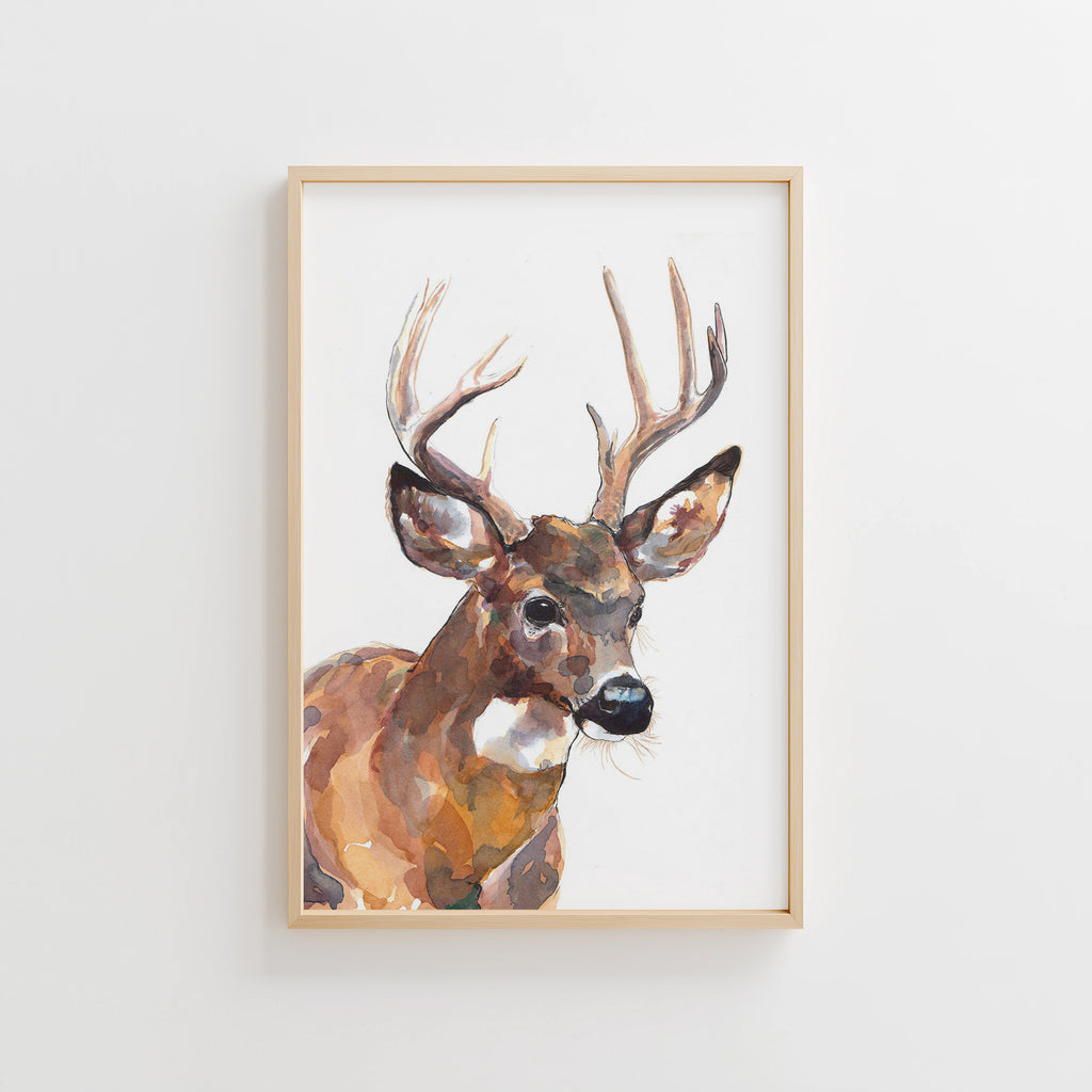 Mule Deer