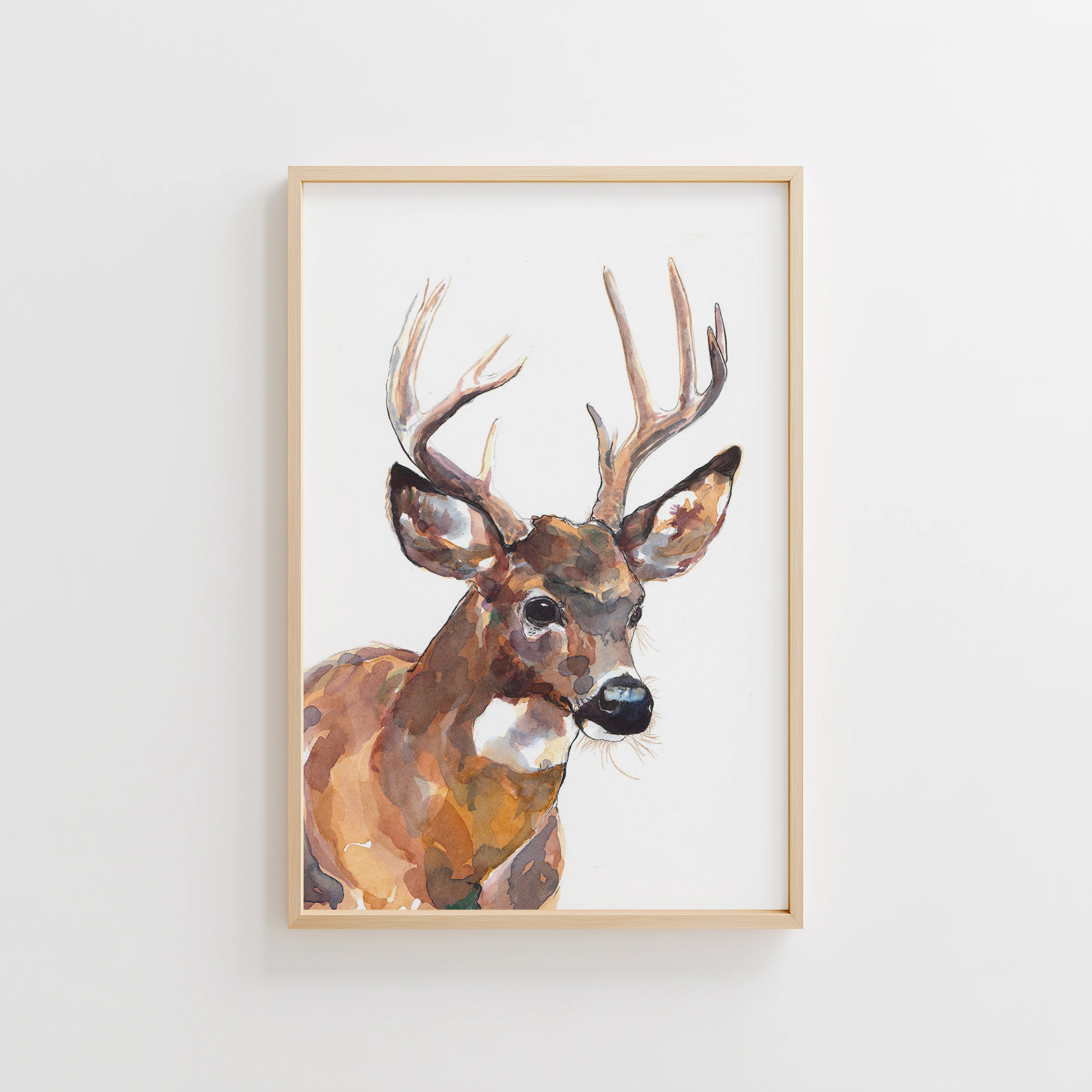 Mule Deer