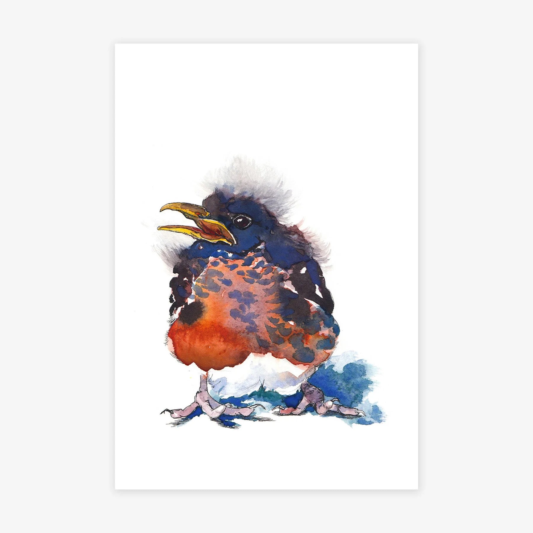 Baby Robin