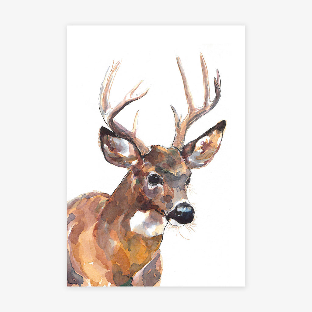 Mule Deer