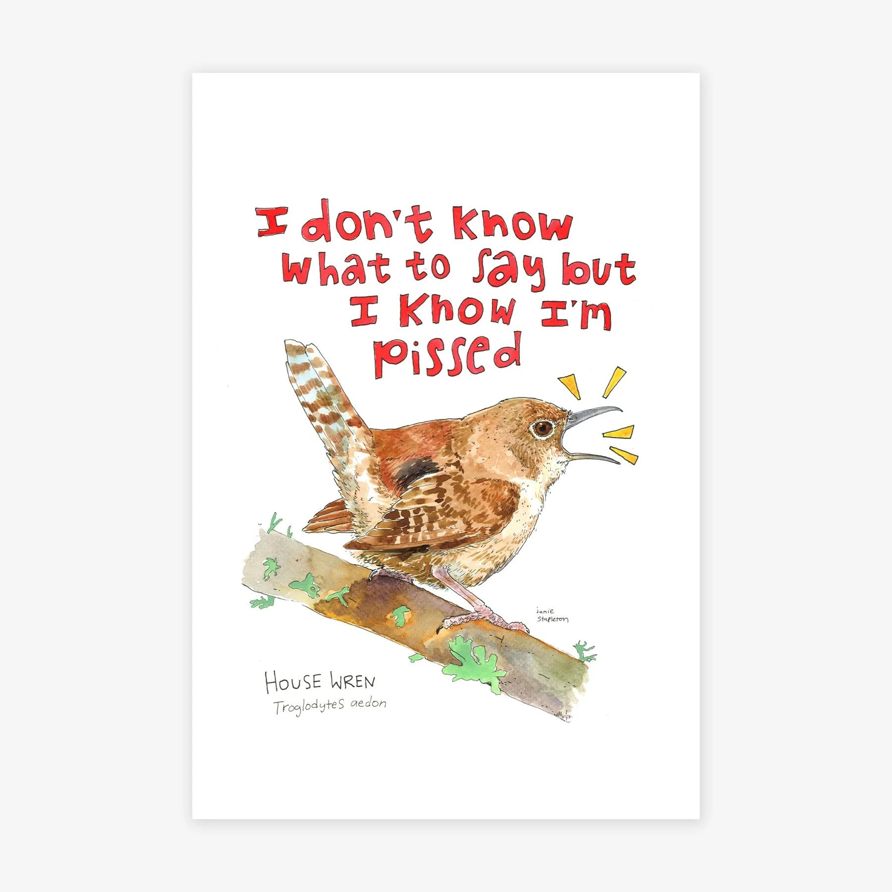 House Wren