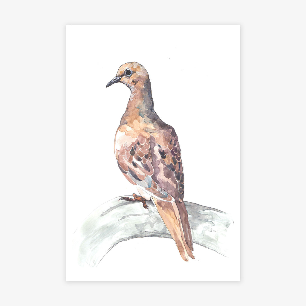 Dove Study