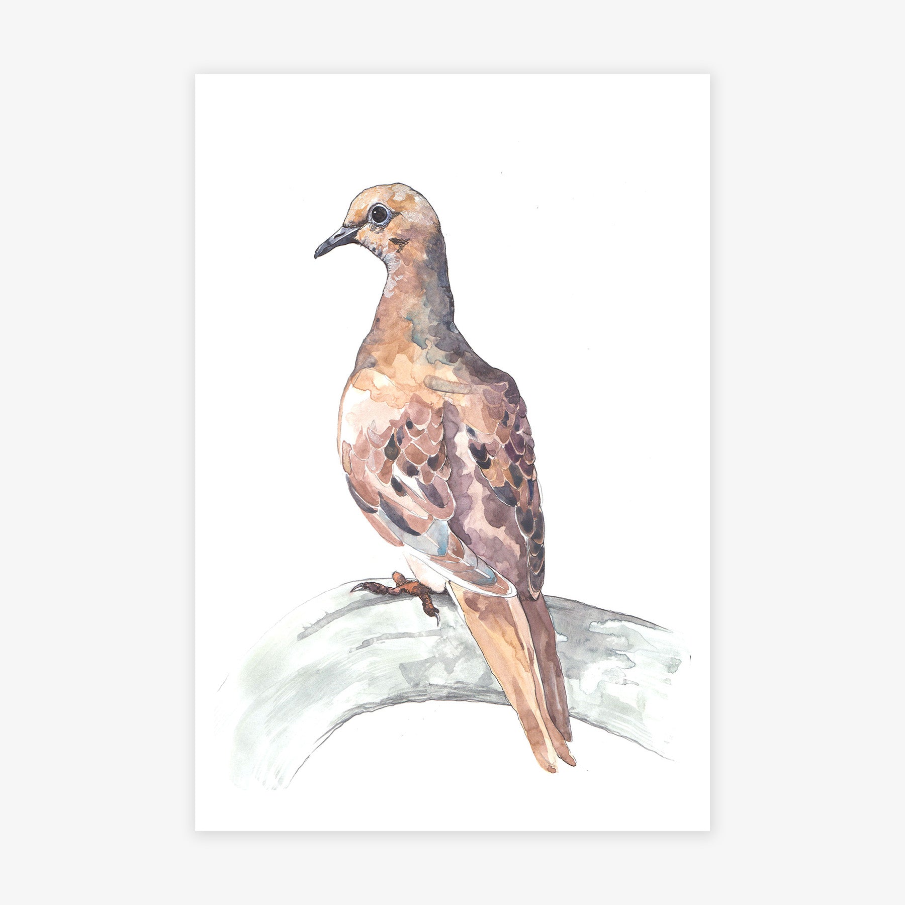 Dove Study