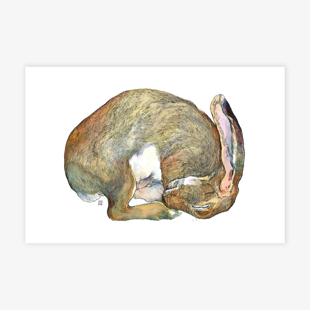 Sleeping Rabbit