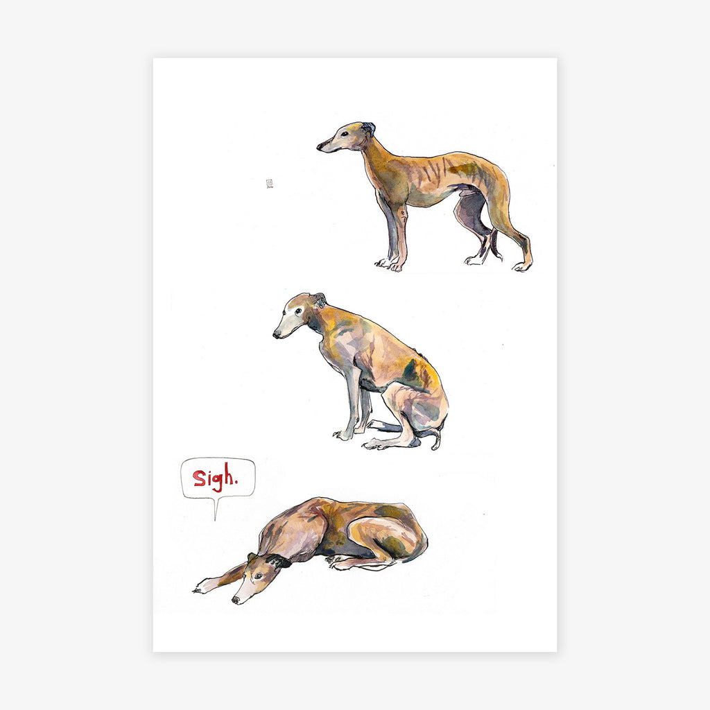 Greyhound