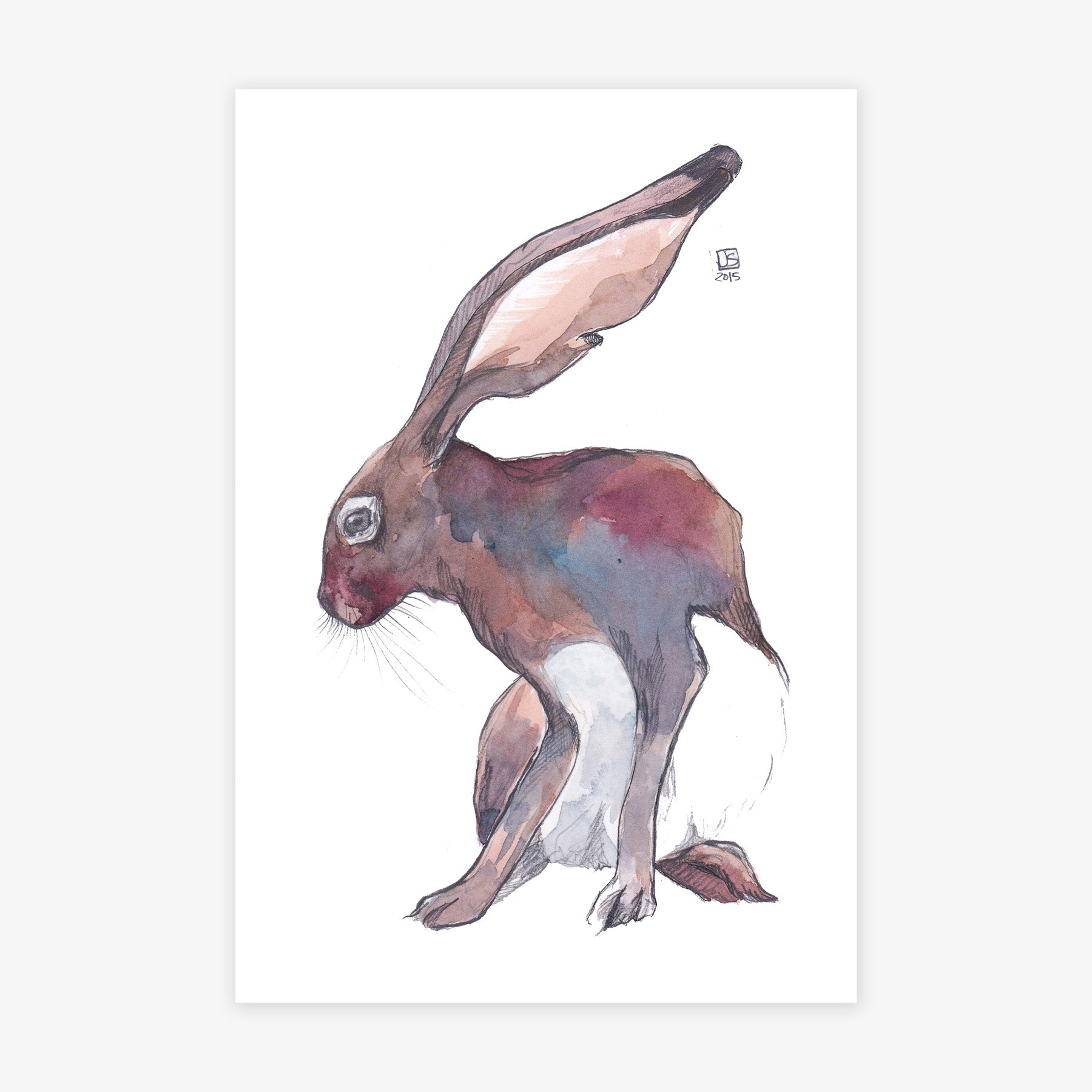 Jackrabbit