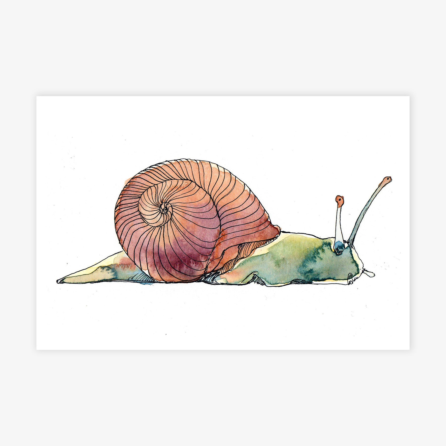 Snail